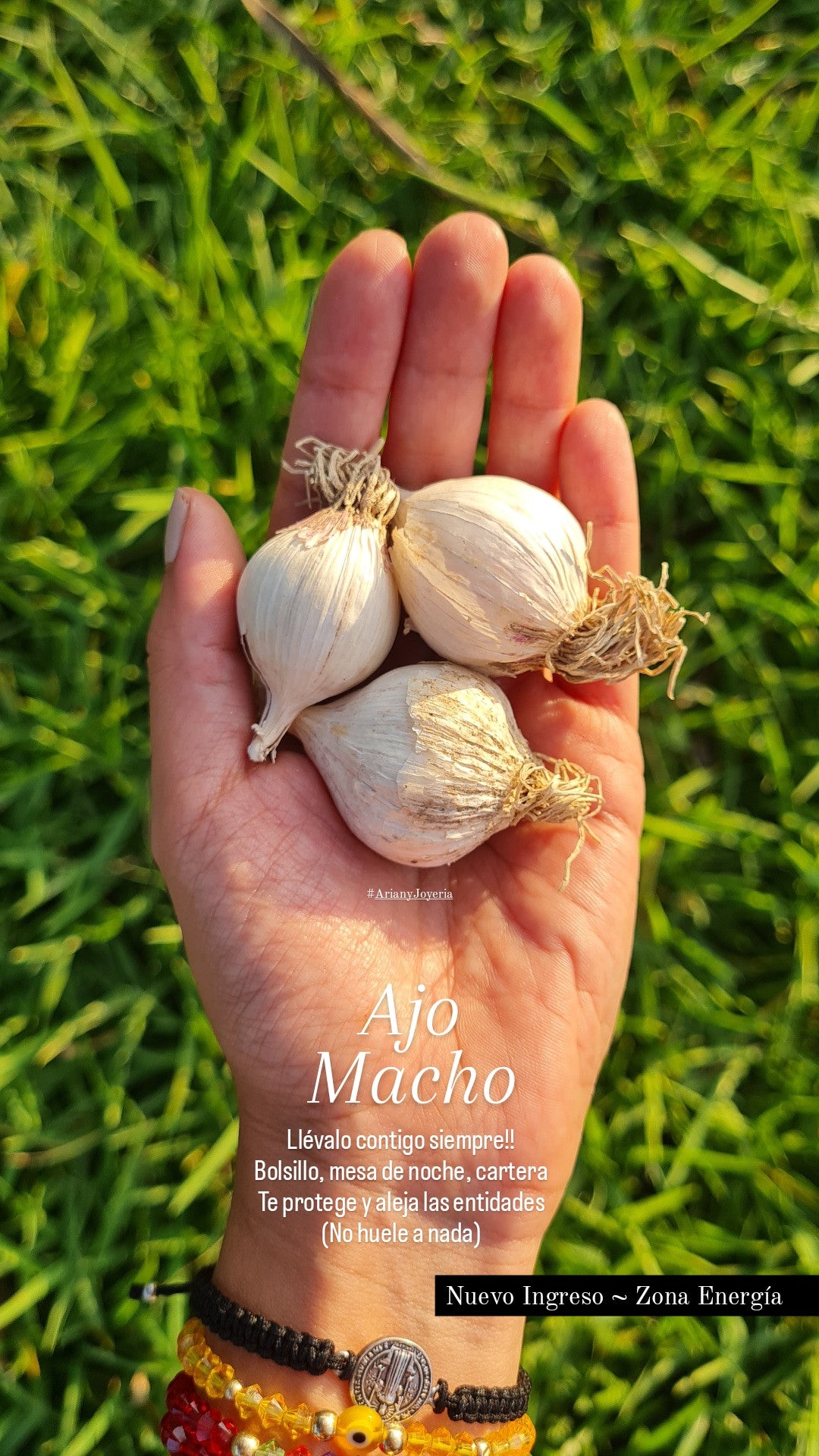 Pack 3 Ajos Macho